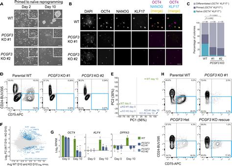 Genome Wide Screening Identifies Polycomb Repressive Complex As An