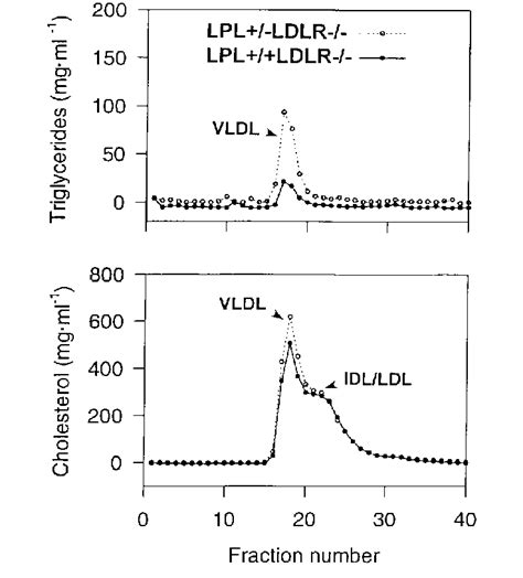 Fplc Analysis Of Lipoproteins In Female Lpl Ldlr And Lpl Ldlr Mice Download Scientific