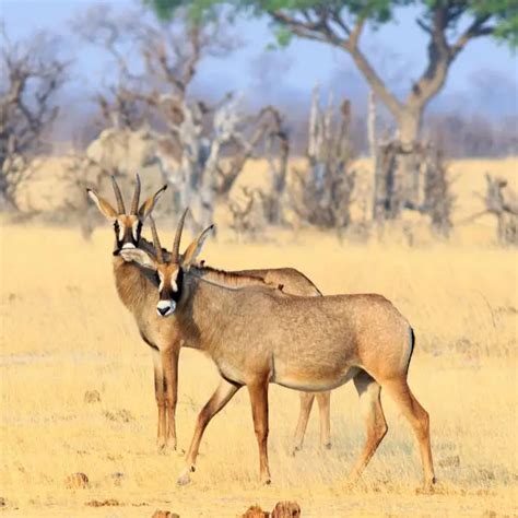 Roan Antelope - Facts, Diet, Habitat & Pictures on Animalia.bio