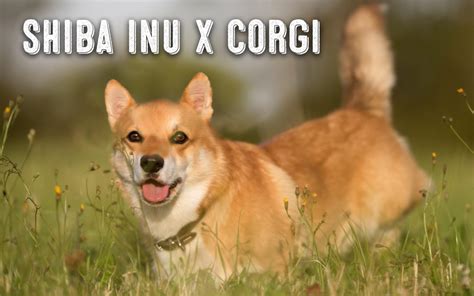 The Shiba Inu Corgi Mix - My First Shiba Inu