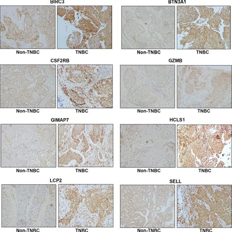 Representative Immunohistochemistry Staining For Eight Immune Related