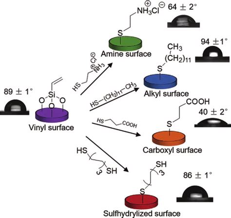 Thiol Ene Functionalization On Vinyl Substrates Different Functional