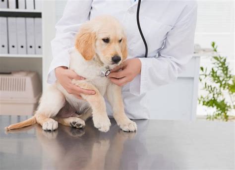 What Age Should You Spay Your Dog? | PetMD