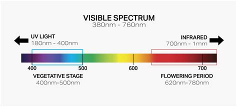 Grow Light Spectrum Explained: Ideal LED Spectrum for Plants