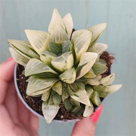 Haworthia Retusa F Variegata Giromagi Cactus And Succulents