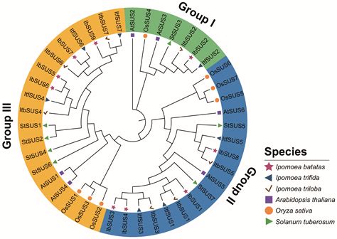 Ijms Free Full Text Genome Wide Identification And Expression