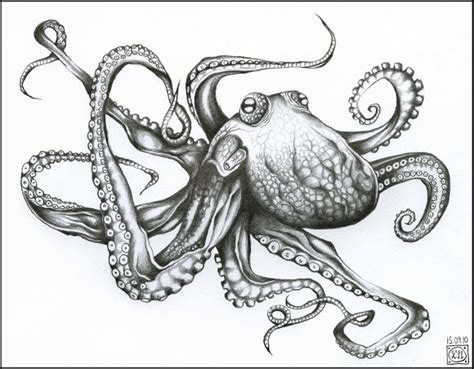 Japanese Octopus Drawing at GetDrawings | Free download