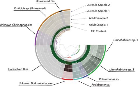 Anvio Display Of The Two Adult And Two Juvenile Samples With The