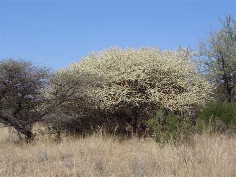 Acacia Mellifera