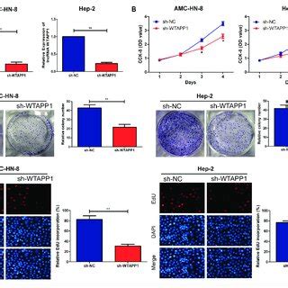 Silencing LncRNA WTAPP1 Inhibits The Proliferation Of Laryngeal