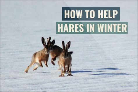 How To Help Hares In Winter – HowToHelpAnimals.com