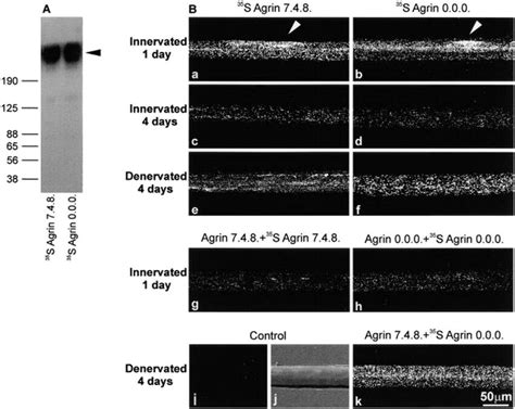 Binding Of Neural And Muscle Agrin To The Surface Of Sol Muscle Fibers