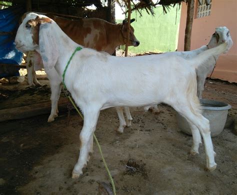 Male Boer Goat At Rs 8000unit In Salem Id 15162453730