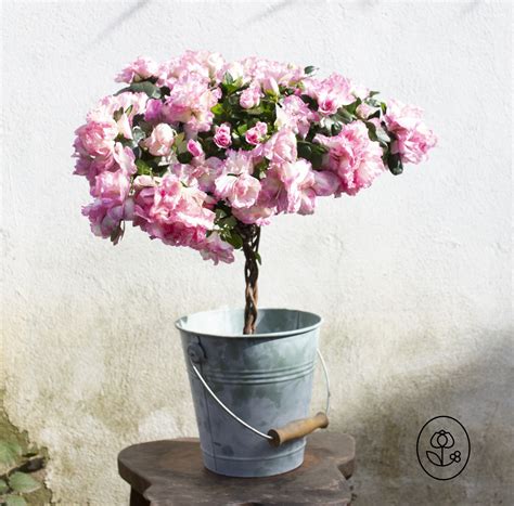 azalea tree minecraft 9