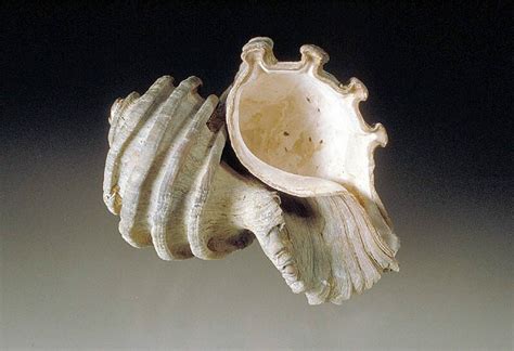 List of State Fossils - FossilEra.com