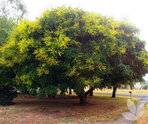 Koelreuteria Paniculata Golden Rain Tree Trees Speciality Trees