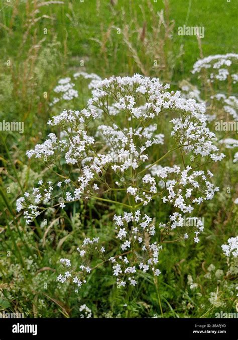 Baldrian Baldrianbluete Valeriana Officinalis Stock Photo Alamy