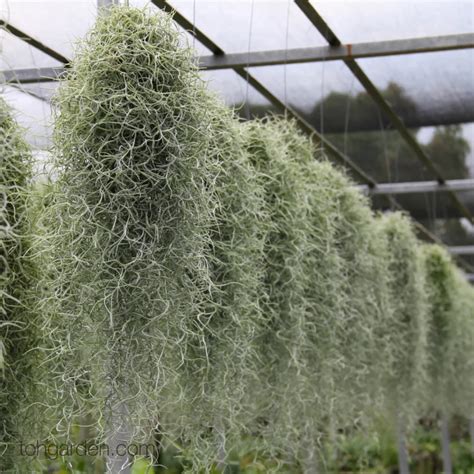 Tillandsia Usneoides Spanish Moss Toh Garden Singapore Orchid