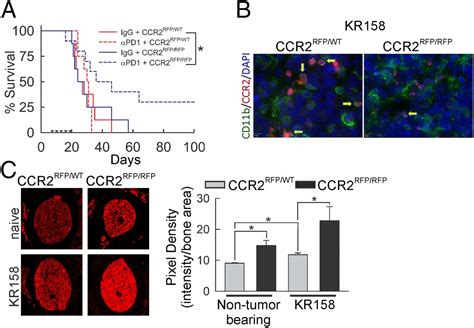 Ccr Inhibition Reduces Tumor Myeloid Cells And Unmasks A Checkpoint