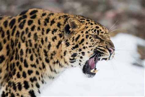 Amur Leopard - A-Z Animals