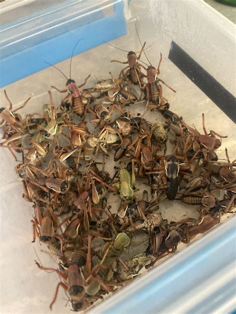 Can anyone identify these crickets? Boise ID : r/insects