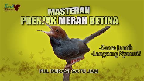 Masteran Prenjak Betina Nge Roll Panjang Full Durasi Satu Jam Cocok