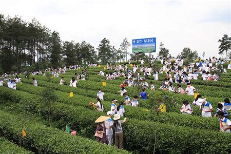 四川蒲江县蒲江雀舌 首届中国国际茶叶博览会