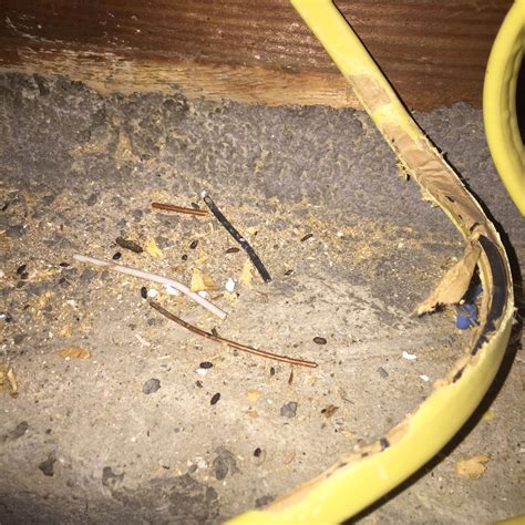 MorePest Control Pictures