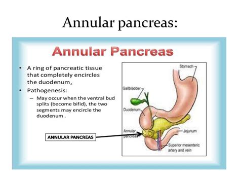 Embryology Git Ospe Ppt Download