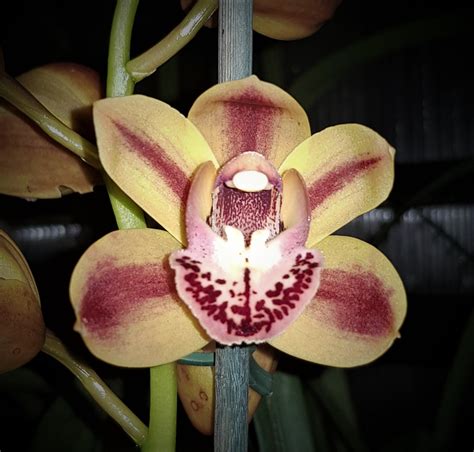 Cymbidium Photos Southern Suburbs Orchid Society Inc