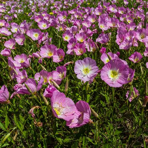 Evening Primrose mixed seeds - Oenothera sp. – Garden Seeds Market