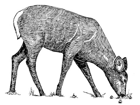 picture animal  art drawing