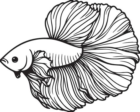 Betta Splendens Fish Sketch Drawing. 35591541 Vector Art at Vecteezy