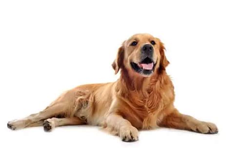 Perro Golden Retriever Cosas Obligadas A Saber Si Tienes Uno