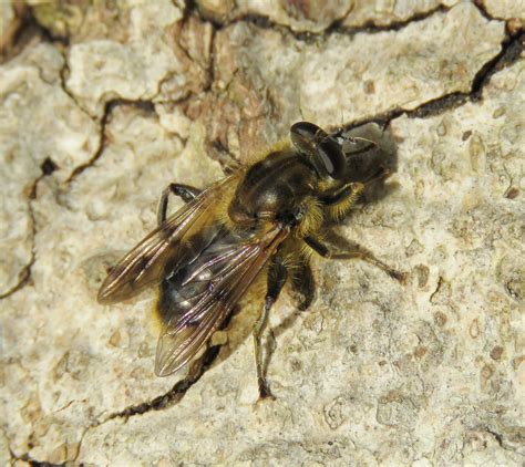 Chalcosyrphus Eunotus Male Oxhouse Farm Warwickshire Flickr