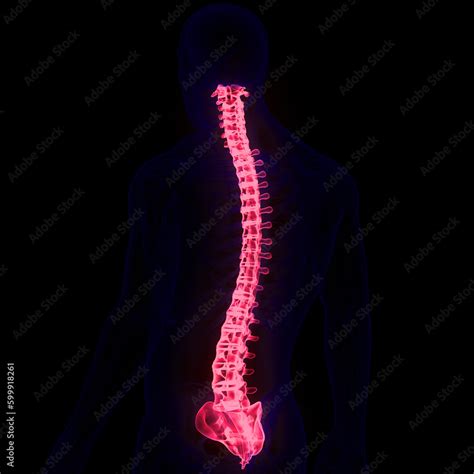 Spinal Cord Vertebral Column Of Human Skeleton System Anatomy