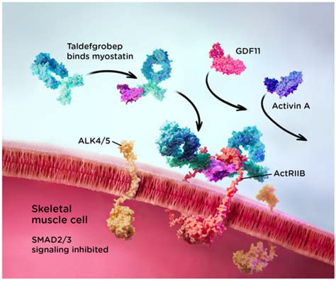 Taldefgrobep Alfa And The Phase 3 RESILIENT Trial In Spinal Muscular