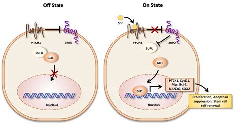 Shh Signaling Pathway