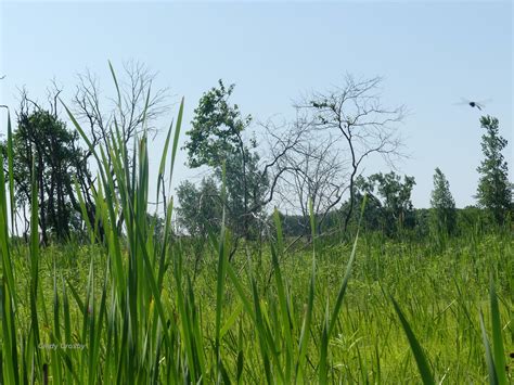 DSA Species of the Month: Hine’s Emerald (Somatochlora hineana