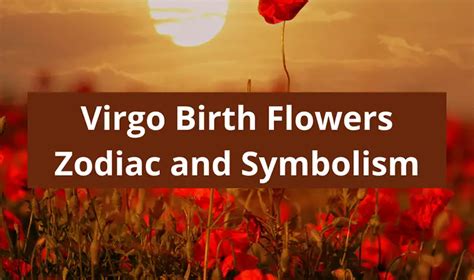 Virgo Birth Flowers: Poppy & Aster Zodiac Flower Symbolism - Symbolic ...