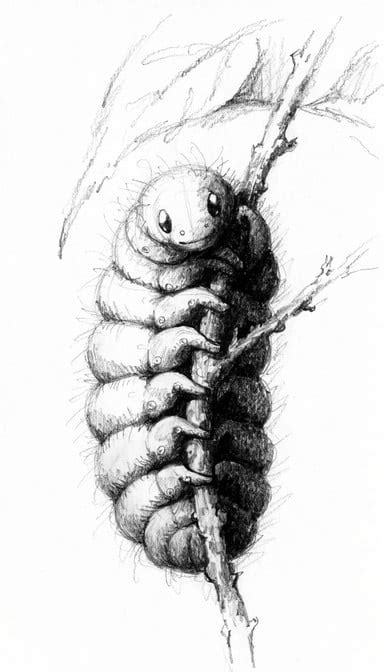 caterpillar pencil portrait image caterpillar sketch pencil