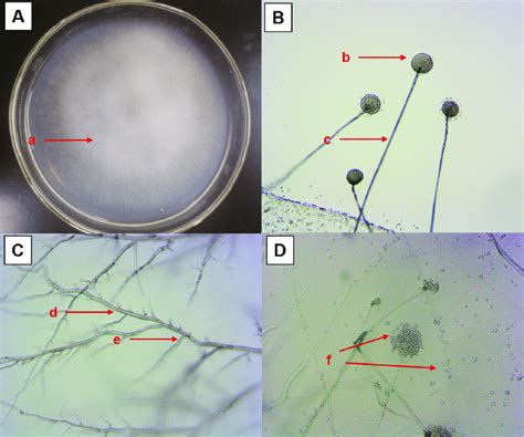 Macroscopic Morphological Characteristics Of Mucor Hiemalis Bo A A