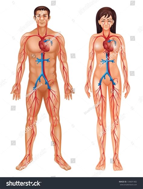 Illustration Of The Circulatory System 139691482 Shutterstock