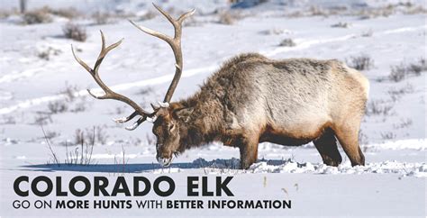 Colorado Elk Hunting Draw Odds Tags Season Info Deadlines