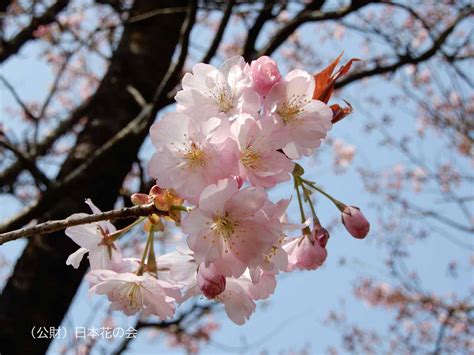 兼六園熊谷 桜図鑑｜公益財団法人日本花の会