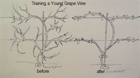 Pruning Grapes - THE GARDEN WEBSITE.COM