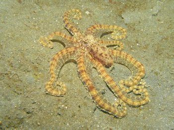 Mimic Octopus Facts