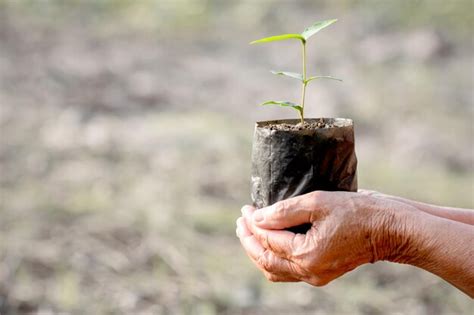 Premium Photo Cropped Hand Of Person Holding Potted Plant Outdoors