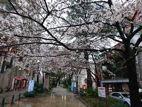 雨の中、桜咲く花のみち 宝塚を散歩しよう