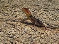 categoryreptiles  bangalore wikimedia commons